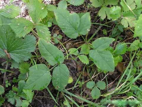 Ostericum Sieboldii Extract 